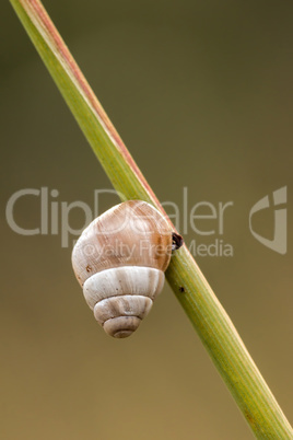 Small snail