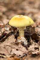 Death Cap(Amanita Phalloides) fungus