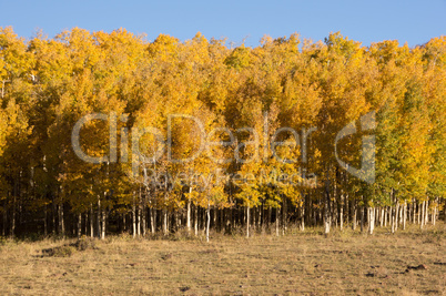 Wald in den Rocky Mountains, USA