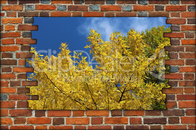 broken brick wall and view to Autumn yellow tree