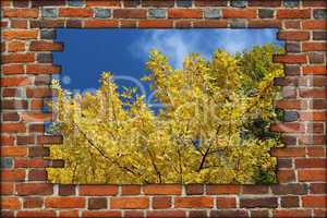 broken brick wall and view to Autumn yellow tree