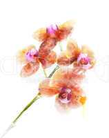 Orchid Flower