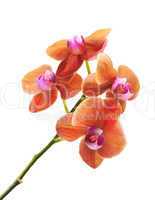 Orchid Flower