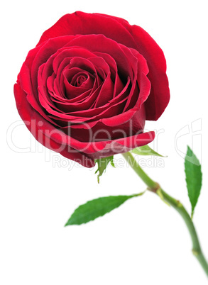 red rose