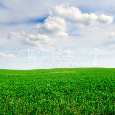 field and sky