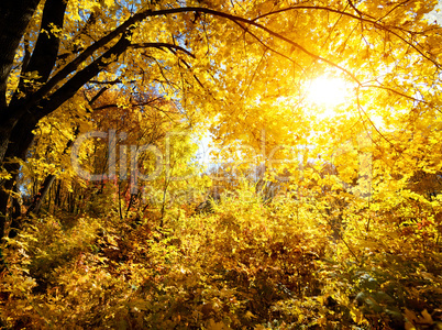 Forest on a bright day