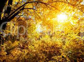 Forest on a bright day