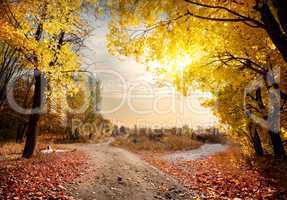 Maple forest
