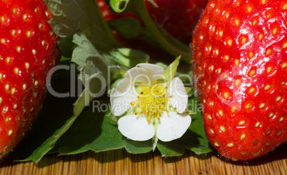 Erdbeeren