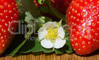 Erdbeeren