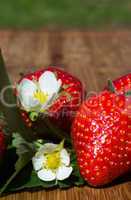 Erdbeeren