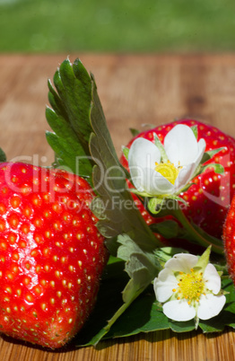 Erdbeeren Erdbeeren