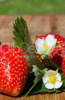 Erdbeeren