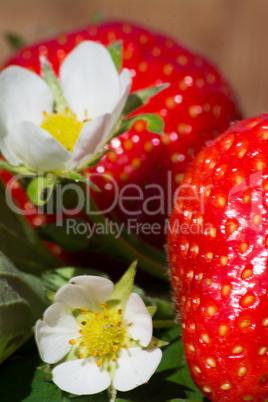 Erdbeeren Erdbeeren