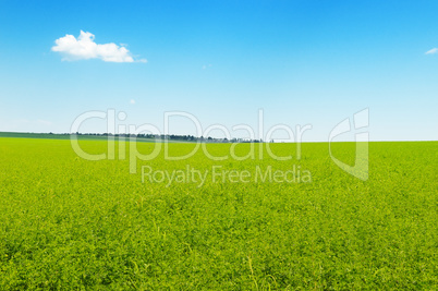 picturesque green field and blue sky