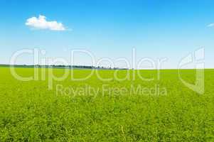 picturesque green field and blue sky