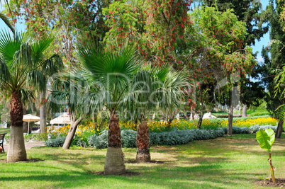 tropical palm trees and green lawn