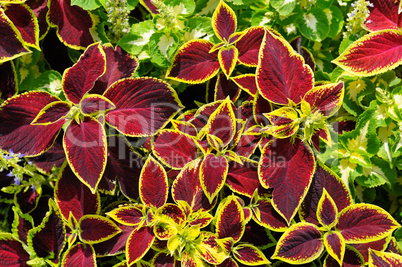 geranium leaves