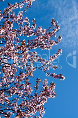 Obstbaumblüte Obstbaumblüte