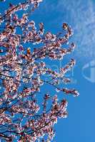 Obstbaumblüte