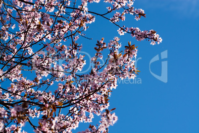 Obstbaumblüte Obstbaumblüte