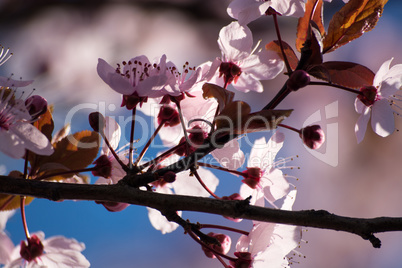 Obstbaumblüte