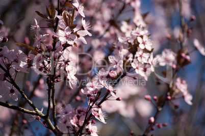 Obstbaumblüte Obstbaumblüte