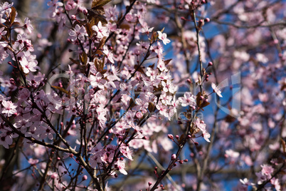 Obstbaumblüte
