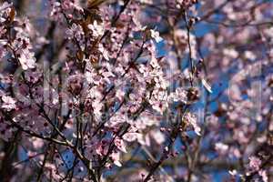 Obstbaumblüte