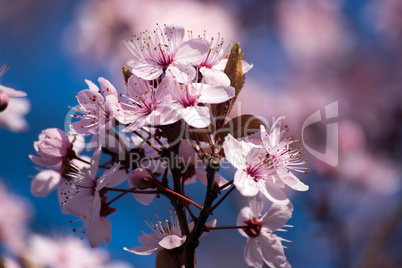 Obstbaumblüte