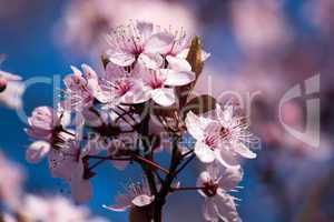 Obstbaumblüte