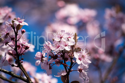 Obstbaumblüte