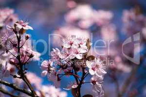 Obstbaumblüte