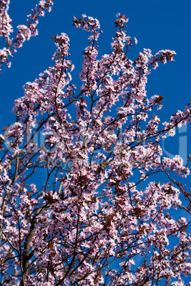 Obstbaumblüte