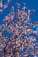Obstbaumblüte