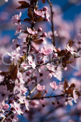 Obstbaumblüte Obstbaumblüte