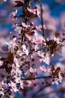 Obstbaumblüte