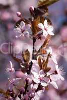 Obstbaumblüte
