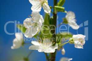 Obstbaumblüte