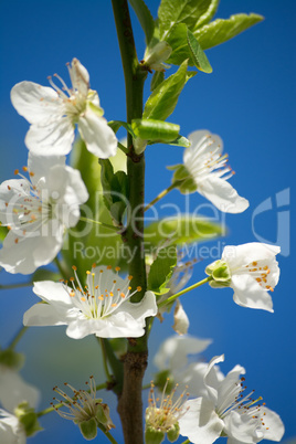 Obstbaumblüte