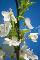 Obstbaumblüte