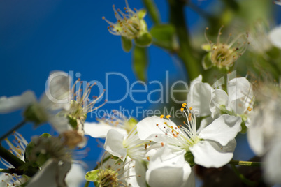 Obstbaumblüte Obstbaumblüte