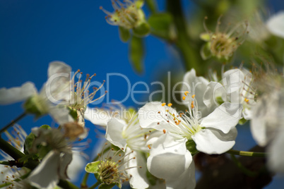 Obstbaumblüte Obstbaumblüte