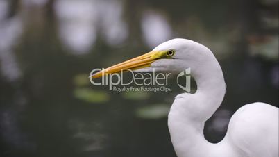 Beautiful Great Egret by the water