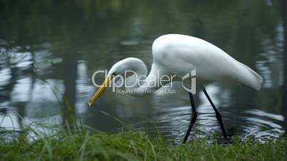 Great Egret standing in the water and eating