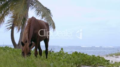 Tied horse eating grass on the shore