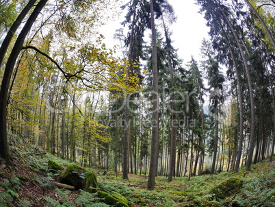 Wald