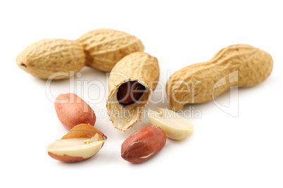 groundnut