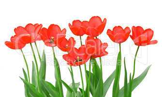 Tulips isolated on a white background