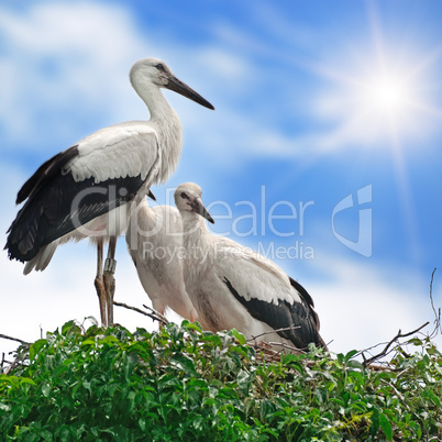 storks in the nest on the sky background